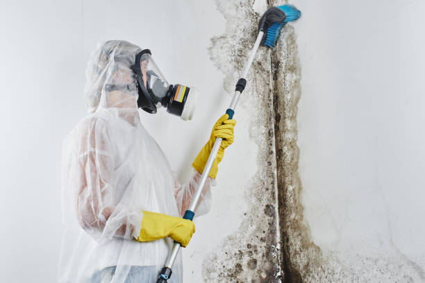 Professional Mold Remediation in Hayfield, MN