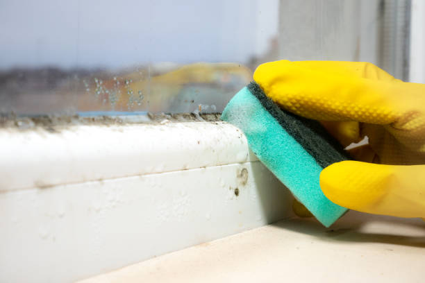 Best Commercial Mold Remediation in Hayfield, MN