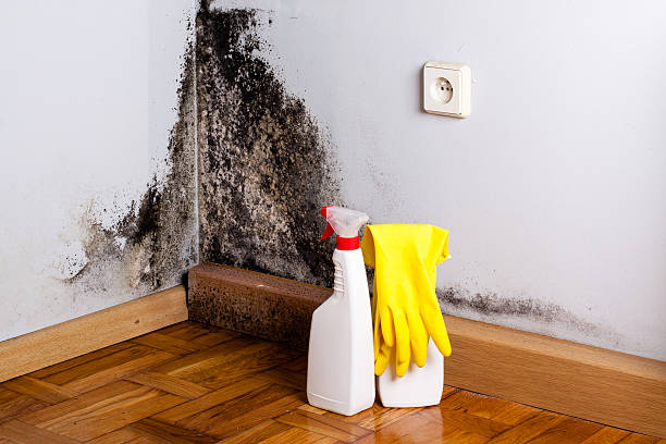 Best HVAC Mold Remediation in Hayfield, MN